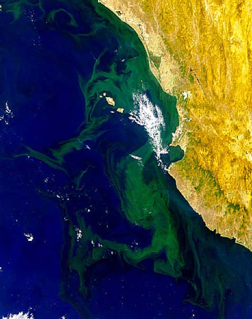 NASA_Puerto_Vallarta_algae_BloomLG