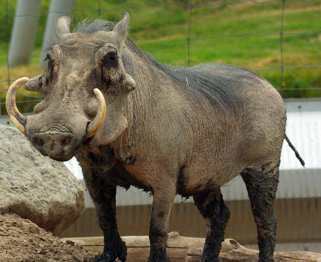 WarthogLG1 WarthogLG1